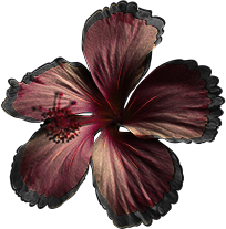 fleur d'ibiscus rouge sombre